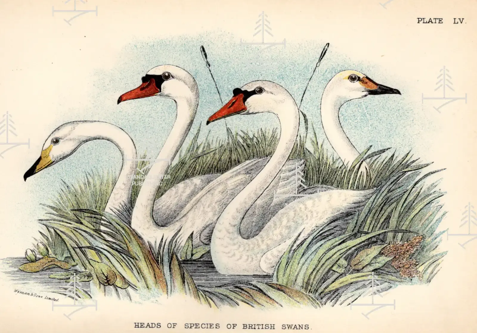 Allen's 'Heads of Species of British Swans' LV