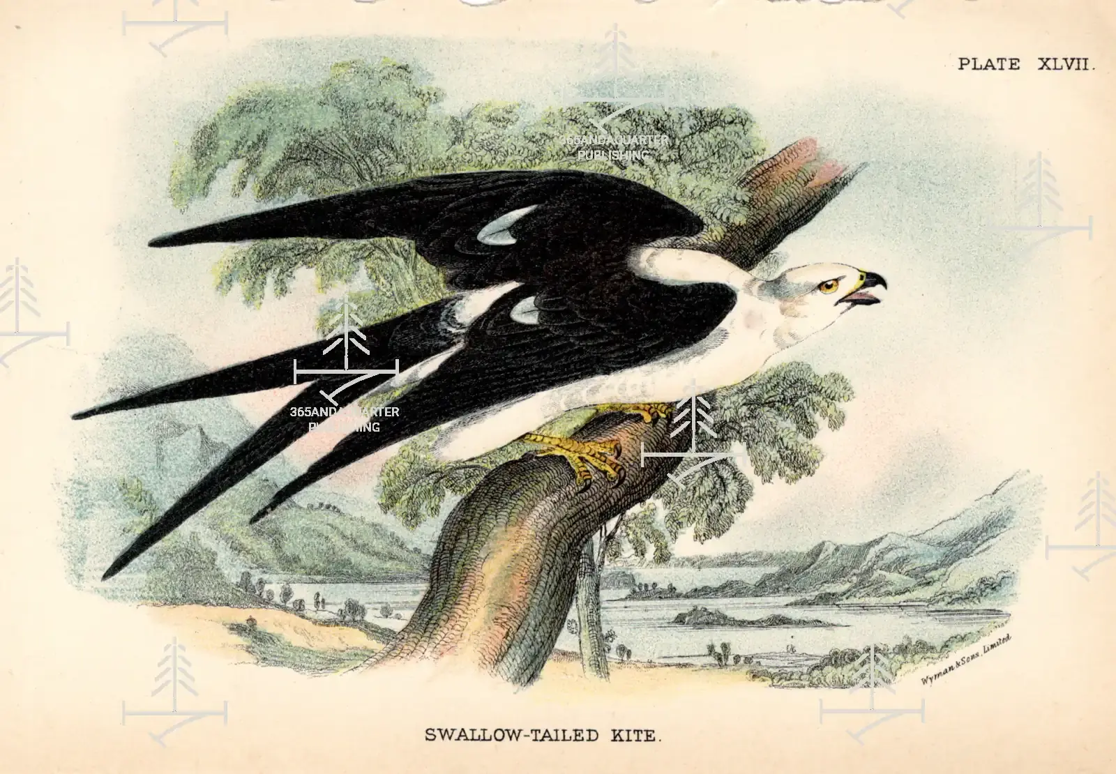 Allen's 'Swallow-Tailed Kite' XLVII