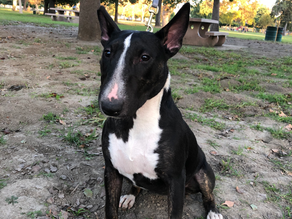 Harlee | Bull Terrier | Hawthorne, CA | In-Training