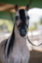 Bar NS Put The Hammer Down