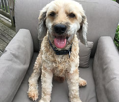 Amanda Olver Client Testimonial for Morris Veterinary Hospital
