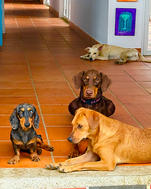 Rescue dogs in Colombia