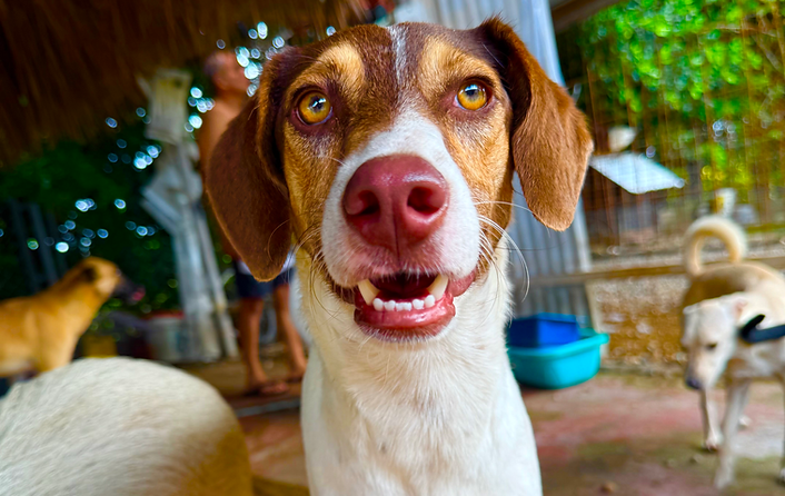 Rescue dog in Colombia