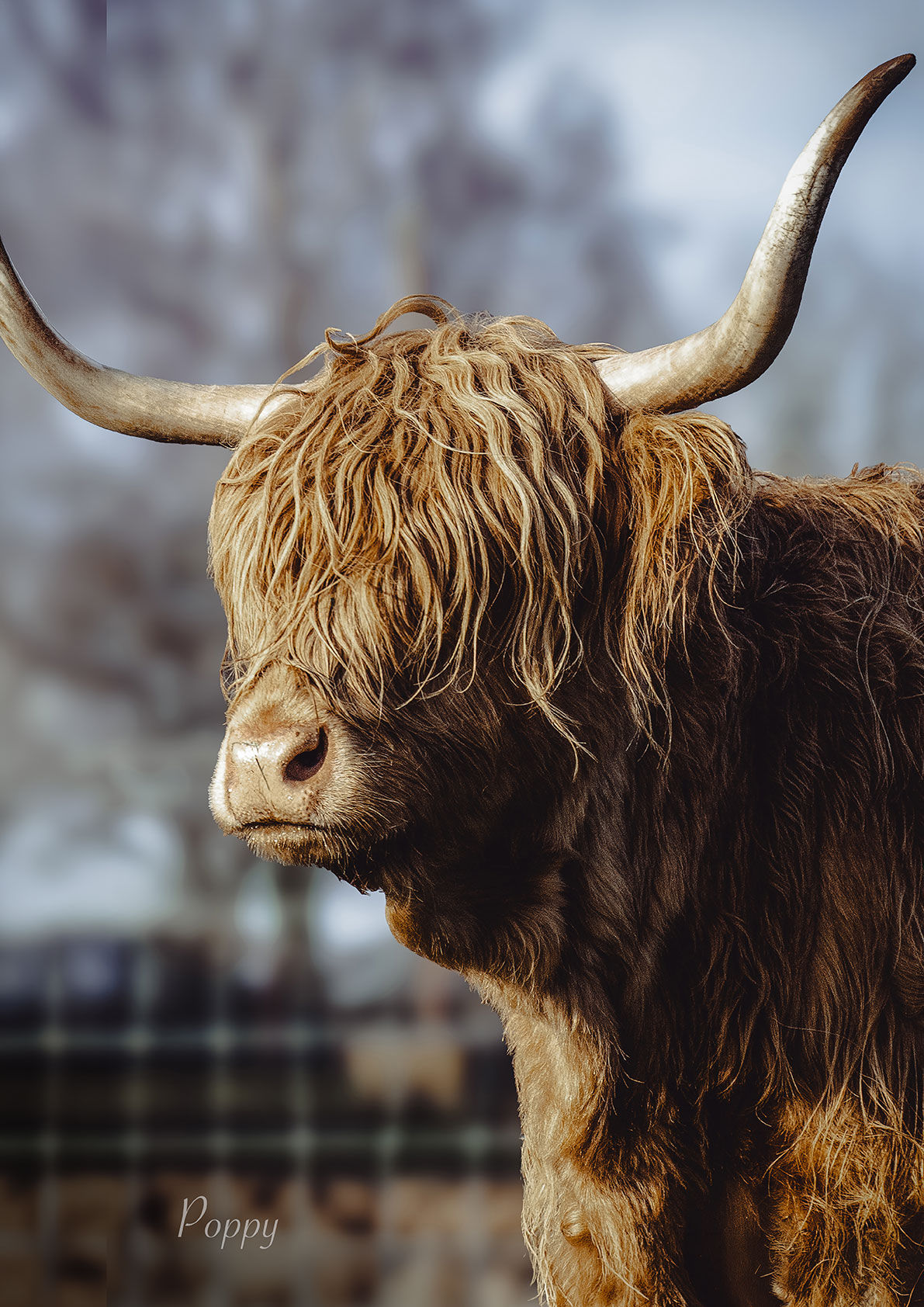 copy of Poppy, Highland Cows