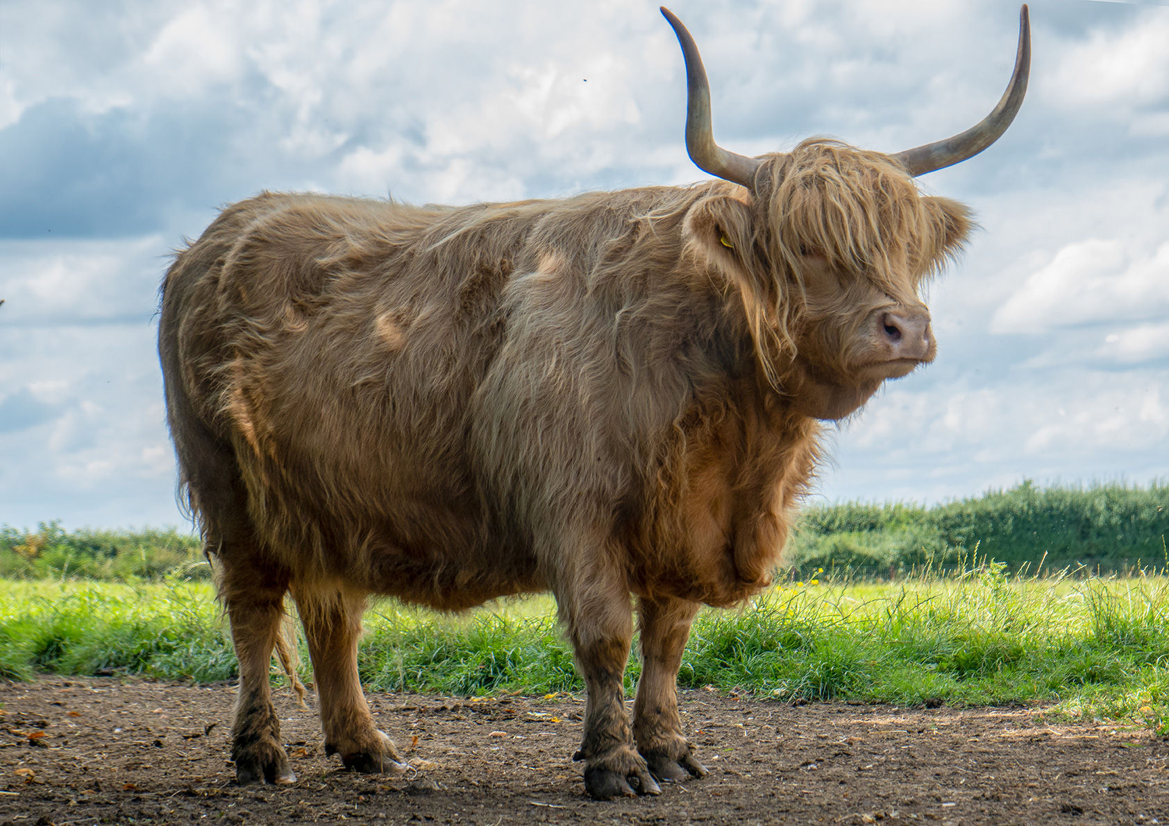 Highland Cow Pausing for Thought