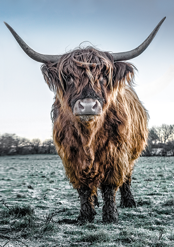 Florence, majestic Queen of Highland Cows.