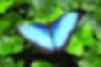 Blue-Morpho-Butterfly-543564610-scaled.jpg