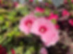 Hibiscus Moscheutos