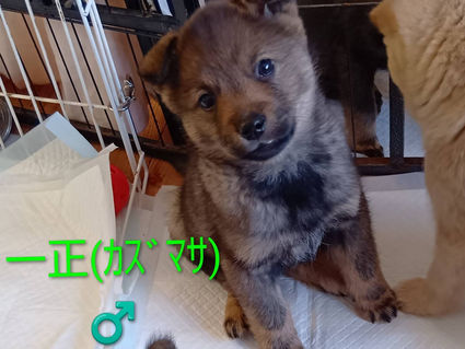 タバル（会名：一正）