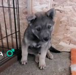 ぱる（会名：アトム）