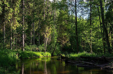 belarus-forest-lake-0olqww3lxz6vgc2l.jpeg