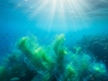 Spirulina Platensis PCM