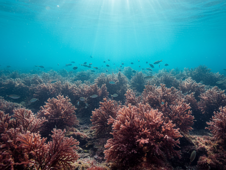 Gigartina Stellata PCM