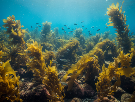 Algin získávaný z hnědých mořských řas