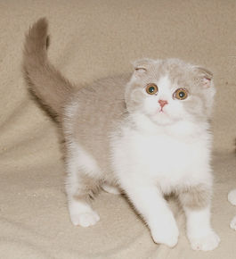 Chaton del azula, scottish fold, lilas et blanc