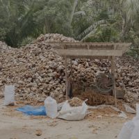 Harvested coconuts Seychelles natural coconut oil production