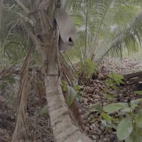 Coconut tree Seychelles natural growth organic coconut source