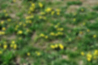 lawn with yellow dandelion weeds
