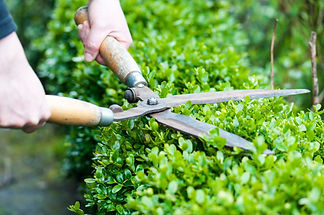 man trimming shrubs