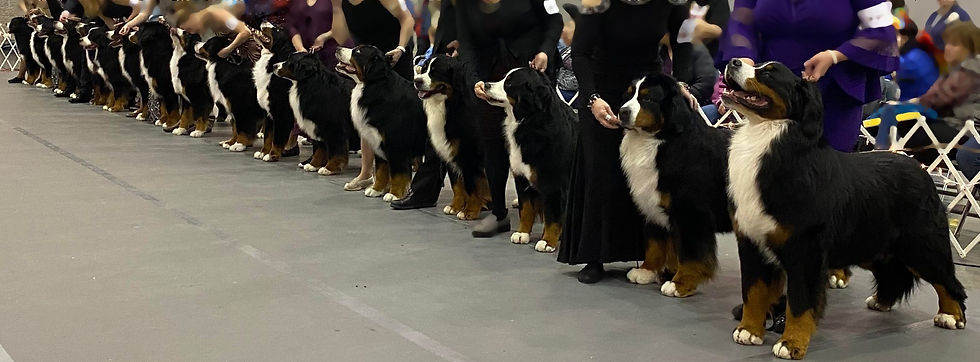 Resources for aspiring Bernese Judges / Judges Directory / Sweepstakes Judges