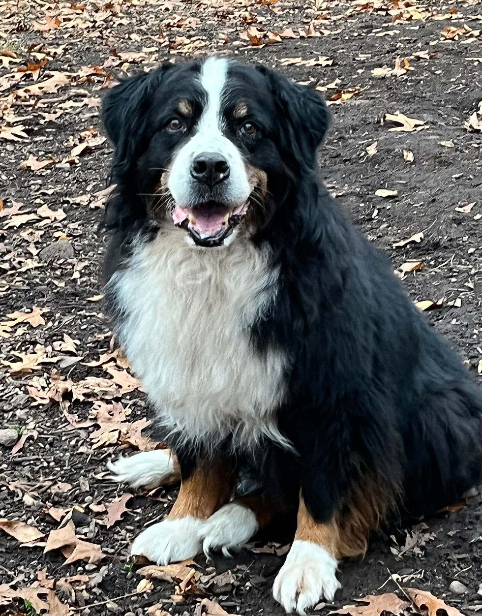 Images of Bernese Mountain Dogs ages 10 and over
