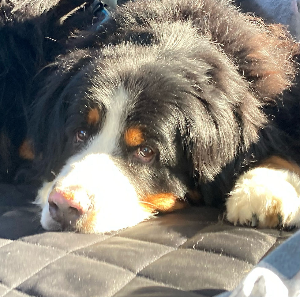 Images of Bernese Mountain Dogs ages 10 and over