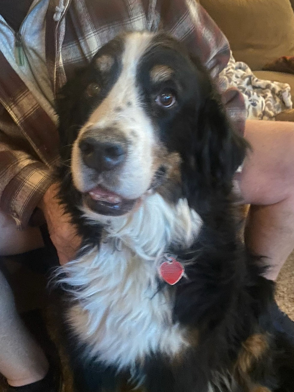 Images of Bernese Mountain Dogs ages 10 and over