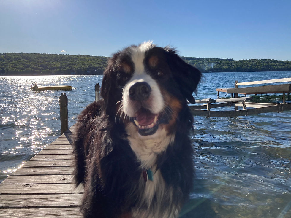 Images of Bernese Mountain Dogs ages 10 and over