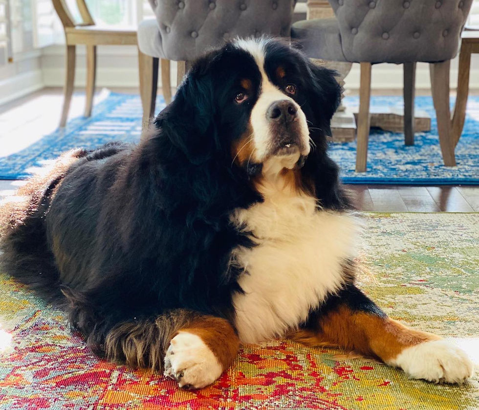 Images of Bernese Mountain Dogs ages 10 and over