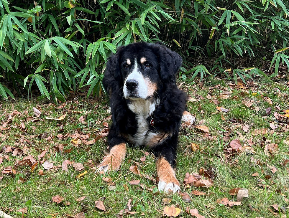 Images of Bernese Mountain Dogs ages 10 and over