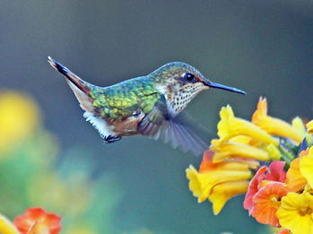 Volcano_Hummingbird_RWD9.jpg