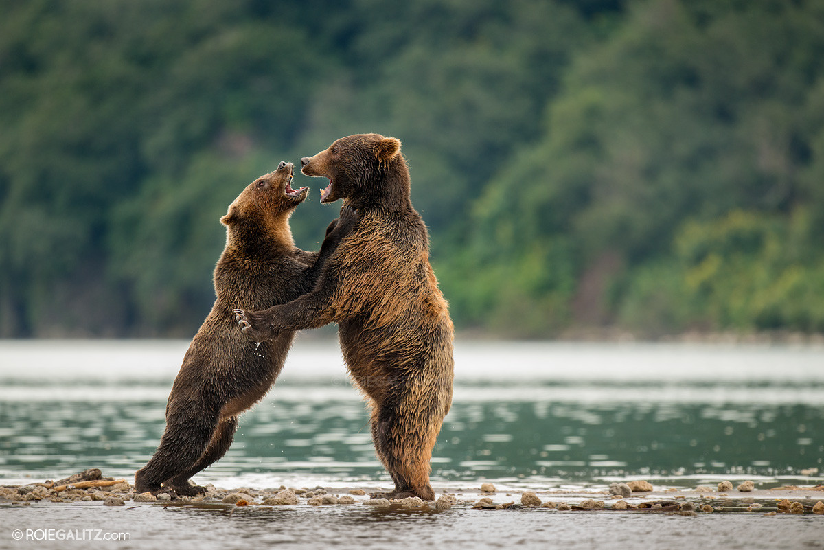 Bear Love, Kamchatka