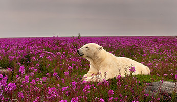Polar Bear in flowers
