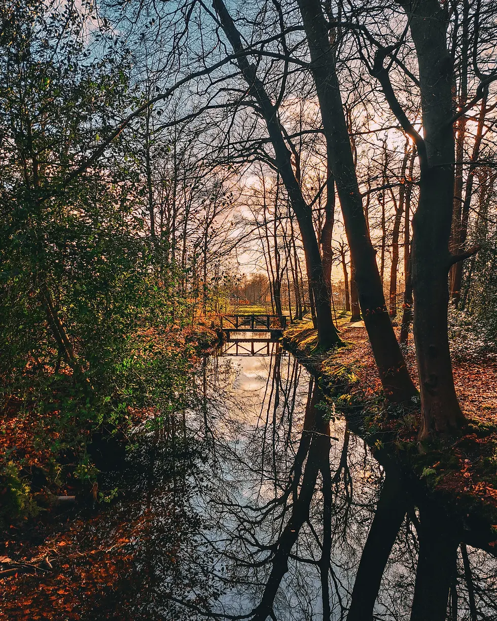 Wide angle view of a tranquil forest in Friesland