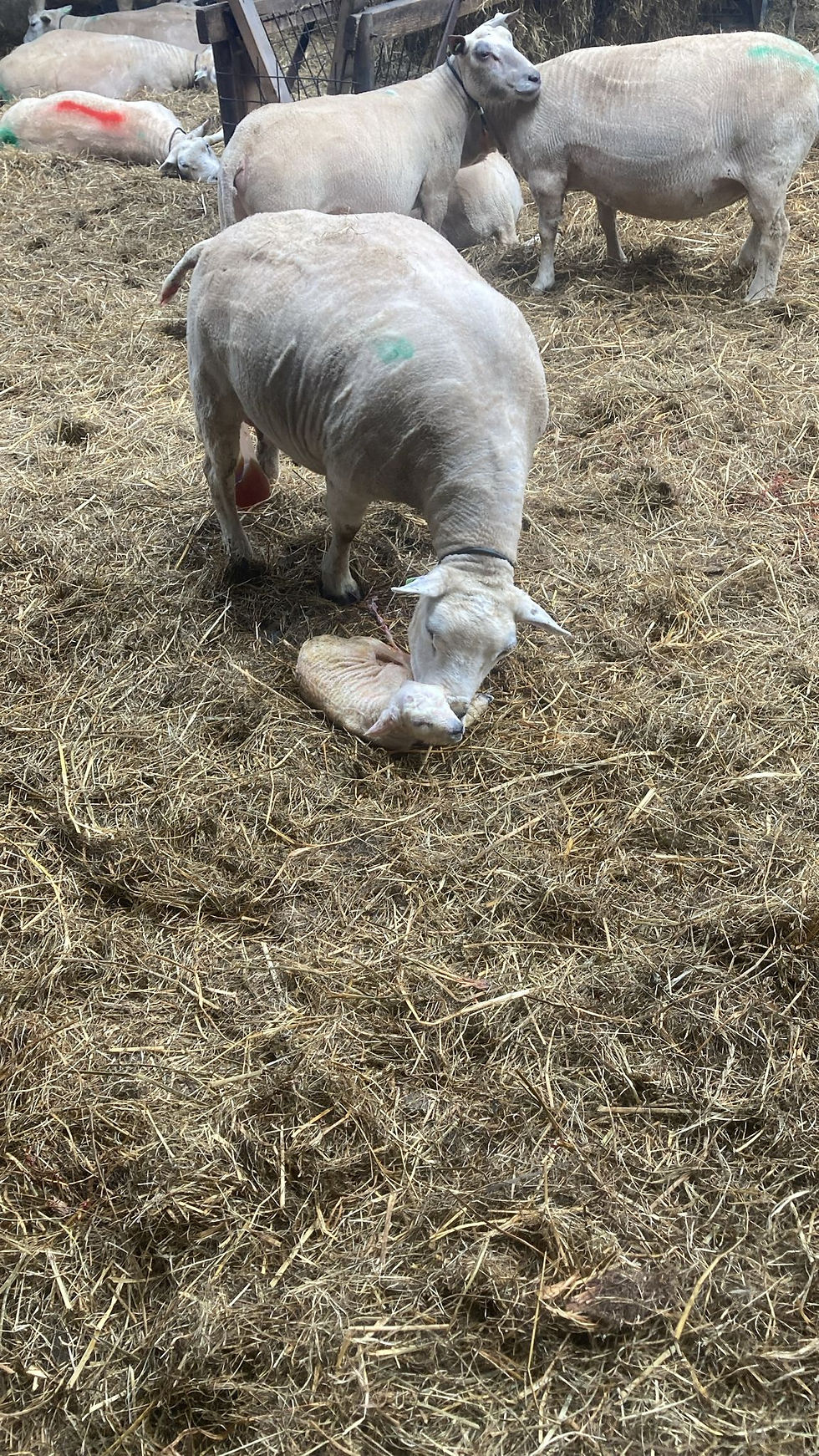 Paar minuten oud lam wordt door moeder schaap verzorgt.