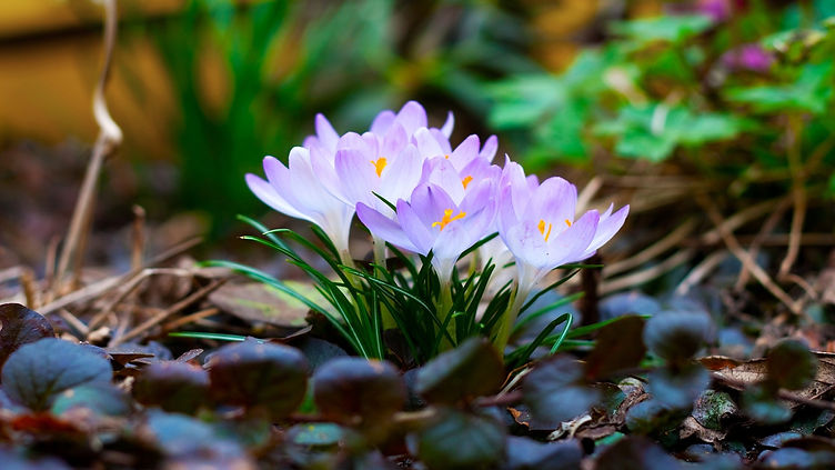 Spring-Photo-HD-897878156.jpg
