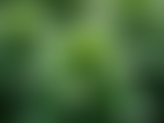 Unlocking Calm: How Cannabis is Transforming Anxiety Relief