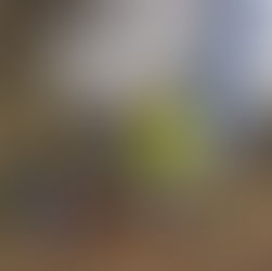 National Cross Country Champs - Senior Men