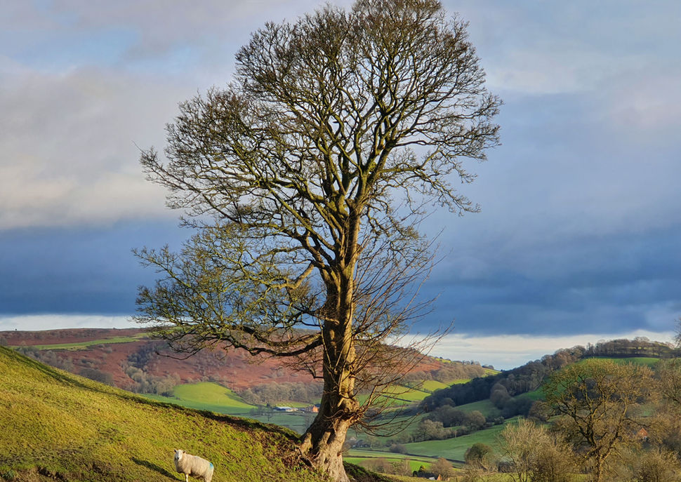 Sycamore tree view at Kettle Tree Cabin.jpg