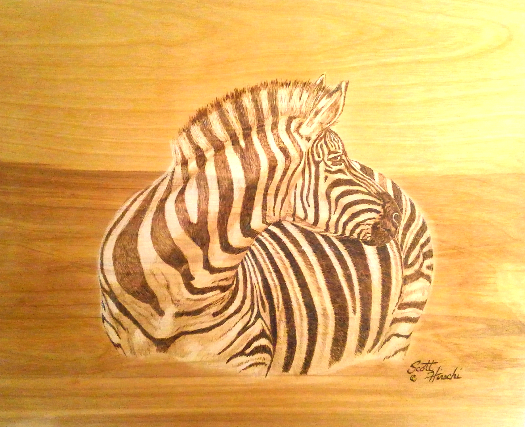 Zebra study