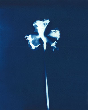 CYANOTYPE-FLEUR-1.jpg