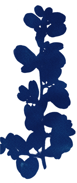 CYANOTYPE-NEGATIF-4.png
