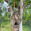 Miniatúra: EKO VTÁČIA BÚDKA DRIFTWOOD ~ recyklované drevo, 14x16x22cm