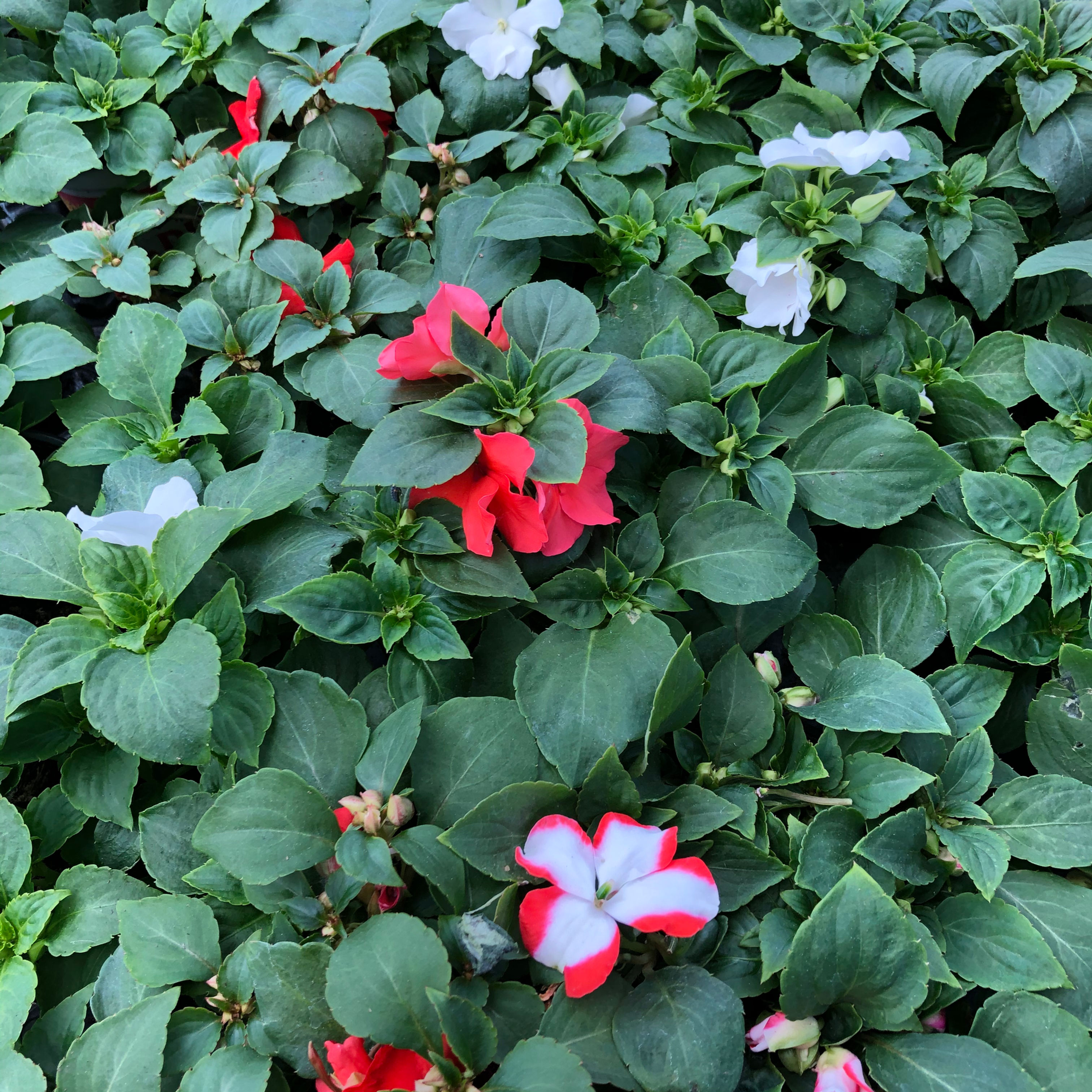 Impatiens
