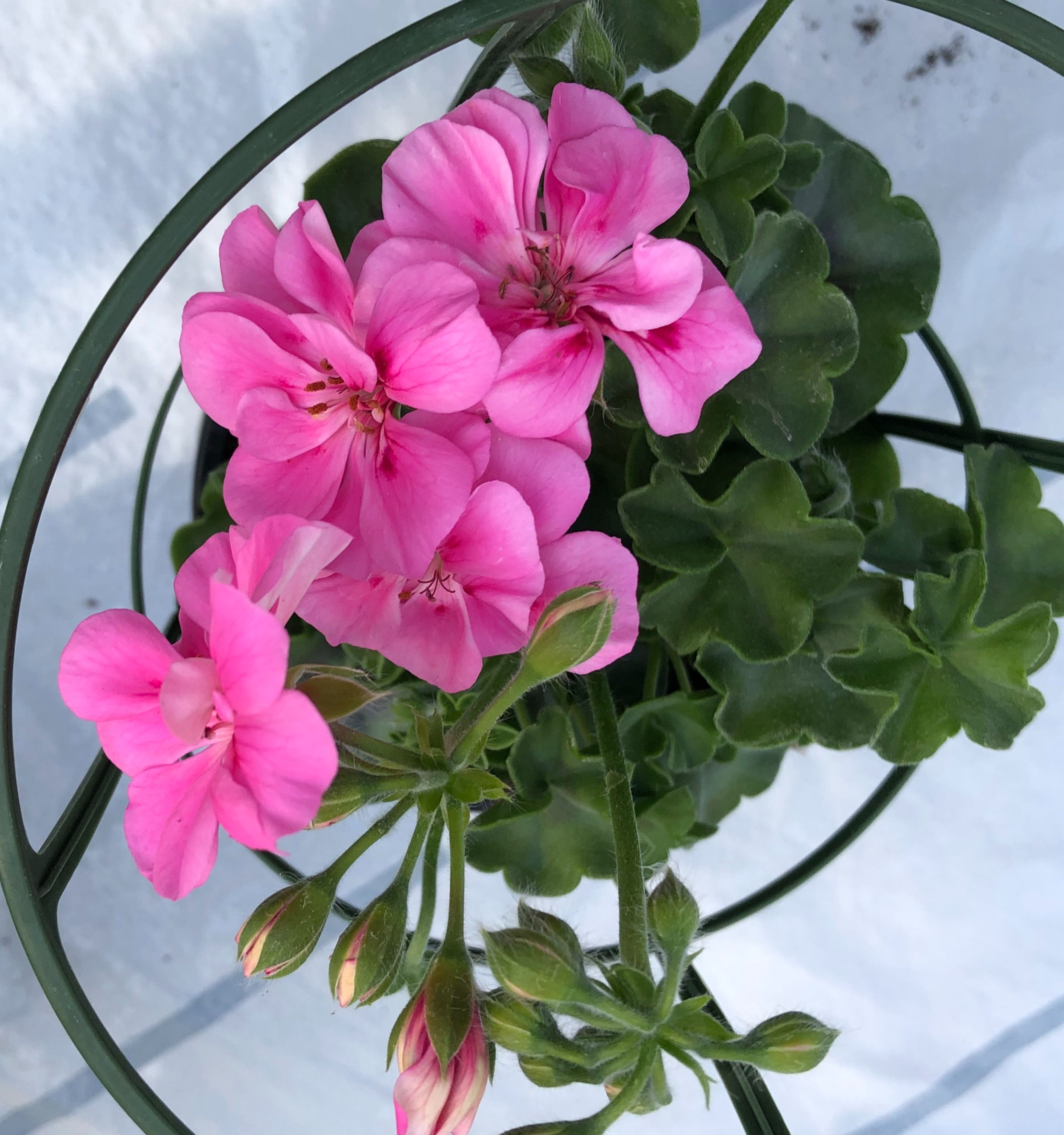 Géranium lierre double rose