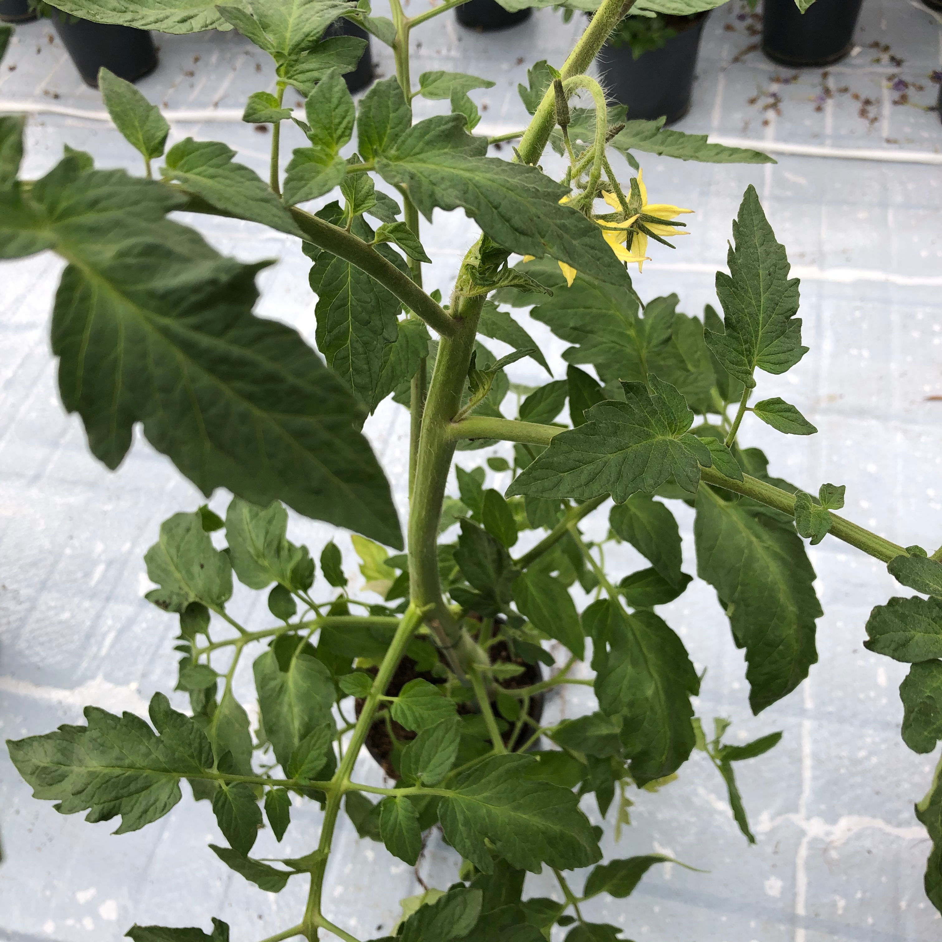 Tomate greffer coeur de boeuf