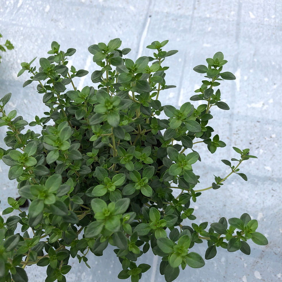 Thym citron