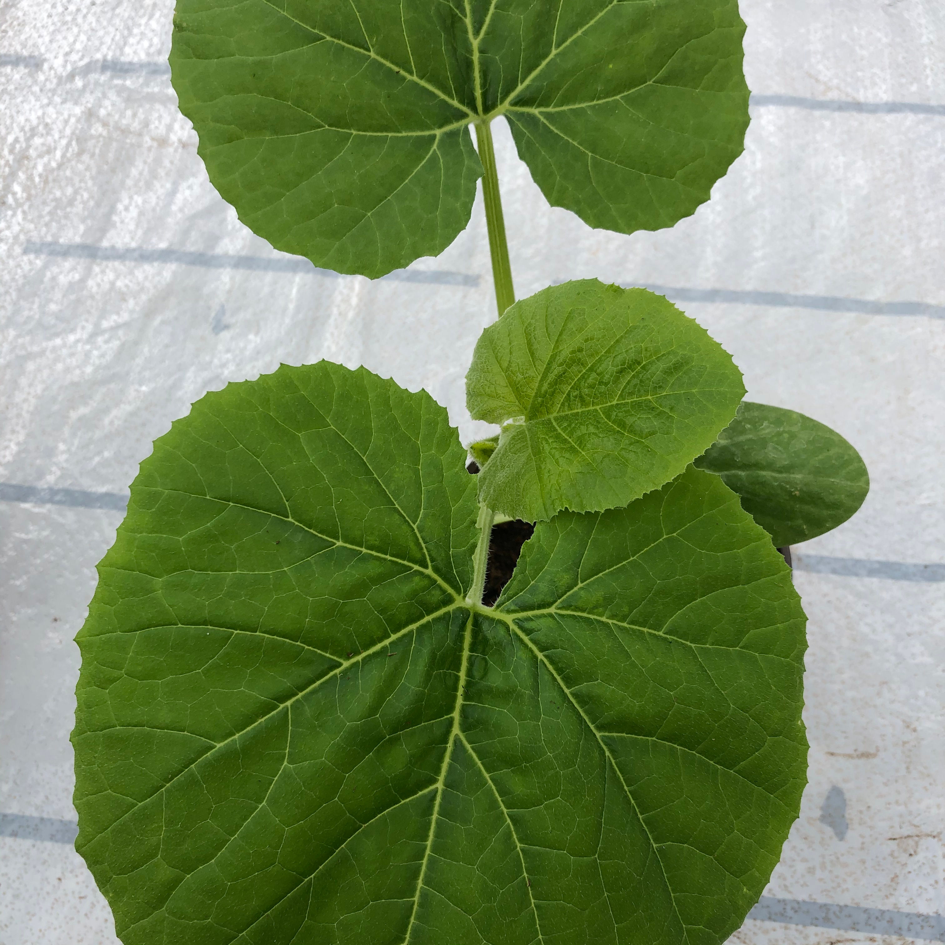potimarron