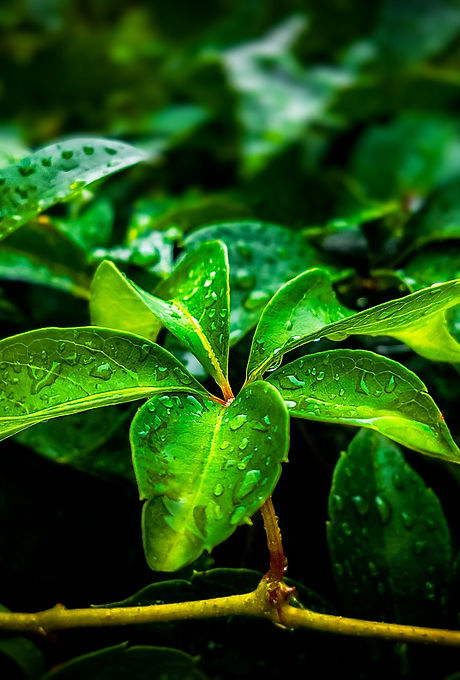 leaf-3267258_1920.jpg