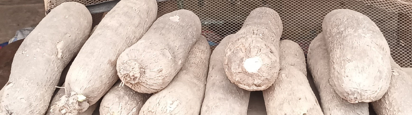 TUBER OF YAM/YAM